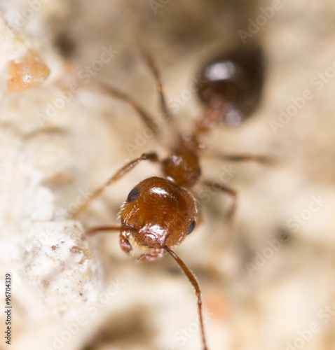 ant on the ground. Super Macro