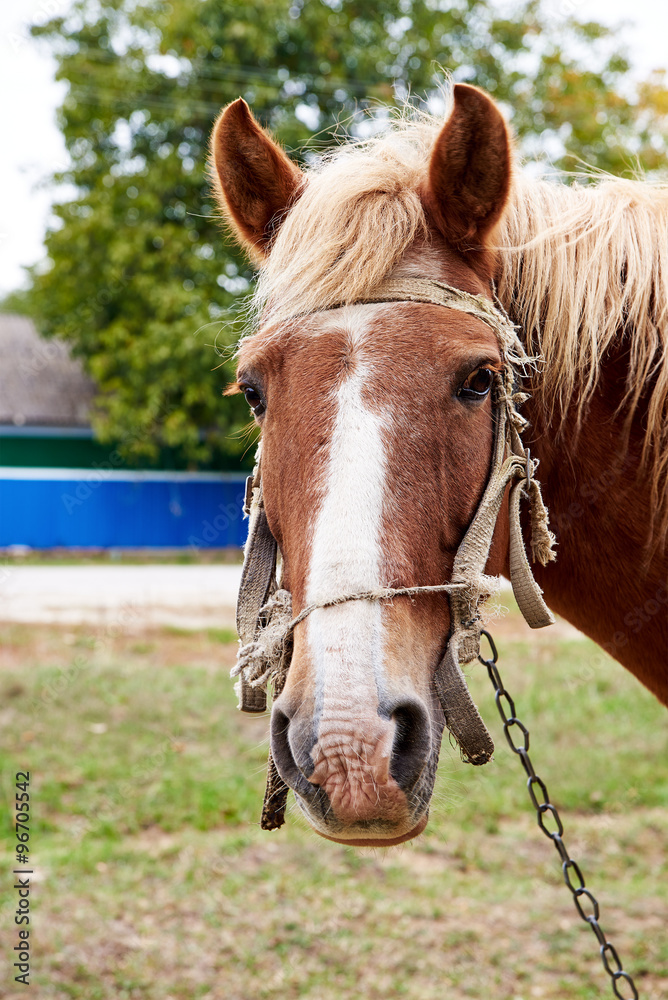 Fototapeta premium Horse
