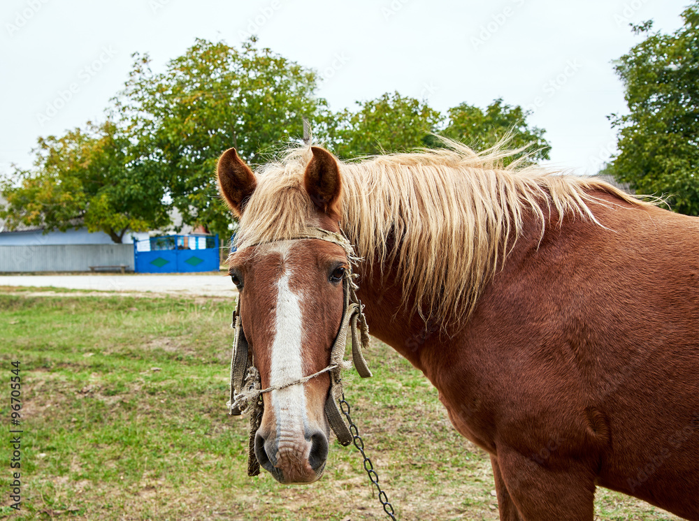 Horse Horse
