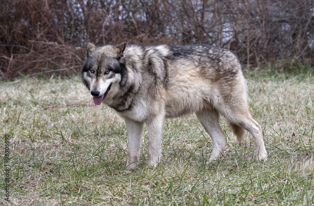 Fototapeta premium Panting Wolf