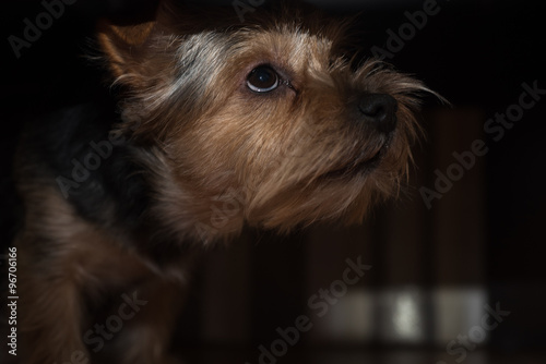 A very sad dog looks like he is thinking of his girl, which is very far away