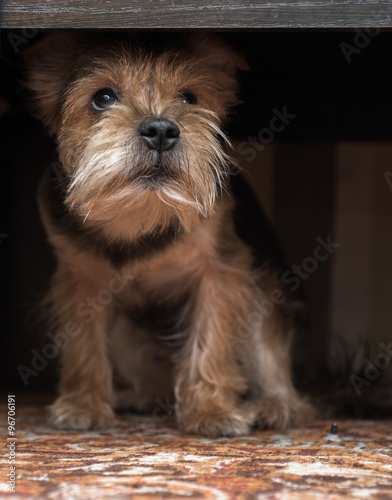 A very sad dog looks like he is thinking of his girl, which is very far away