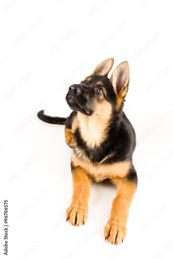 puppy german shepherd dog lying down and looking up on white background 