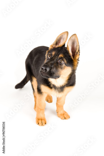 cute puppy dog german shepherd isolated on white looking up © danylamote