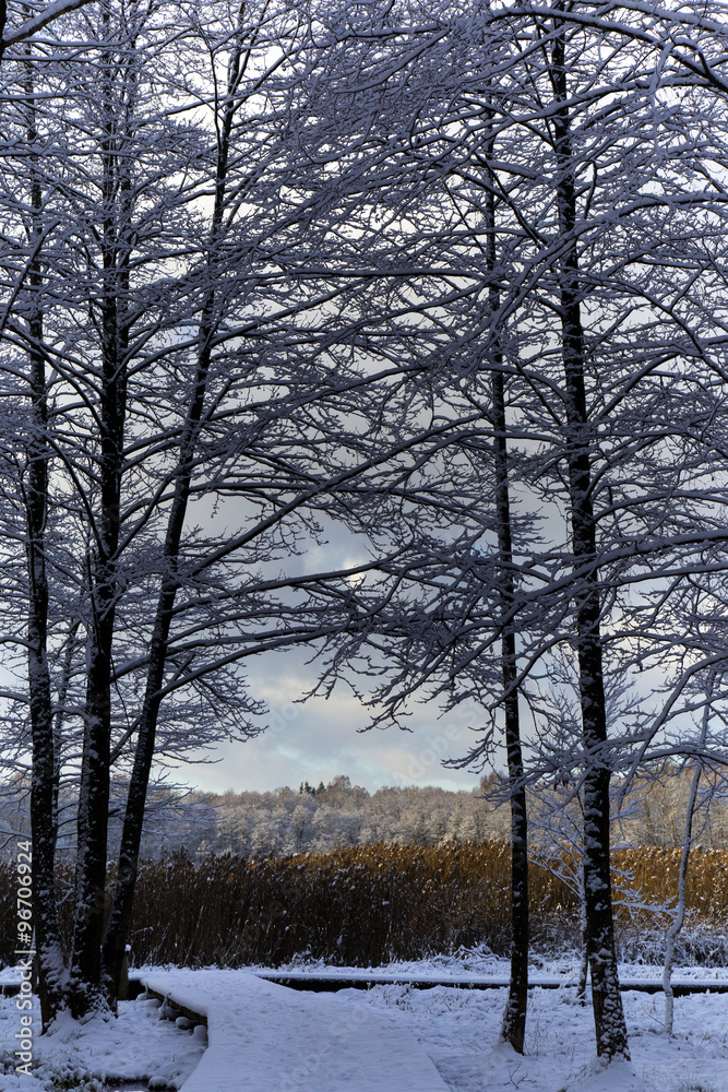 Fototapeta premium Snow covered trees branches