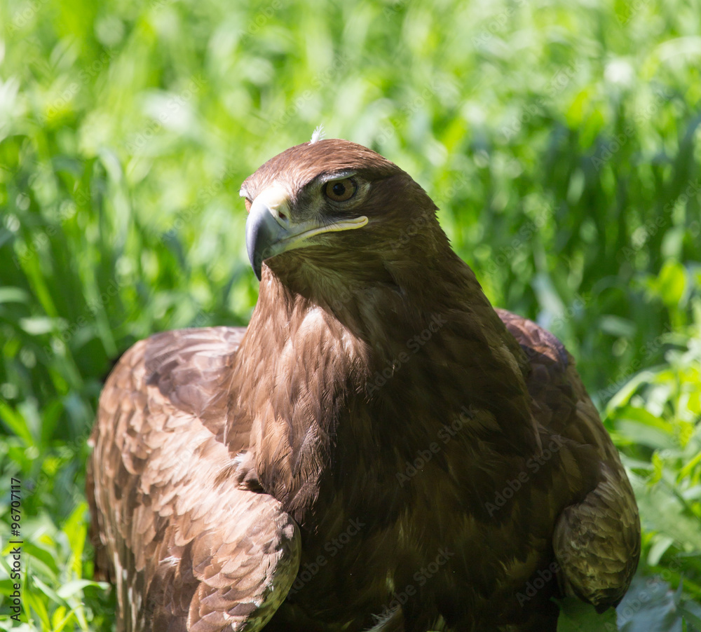 bird hawk nature bird hawk nature