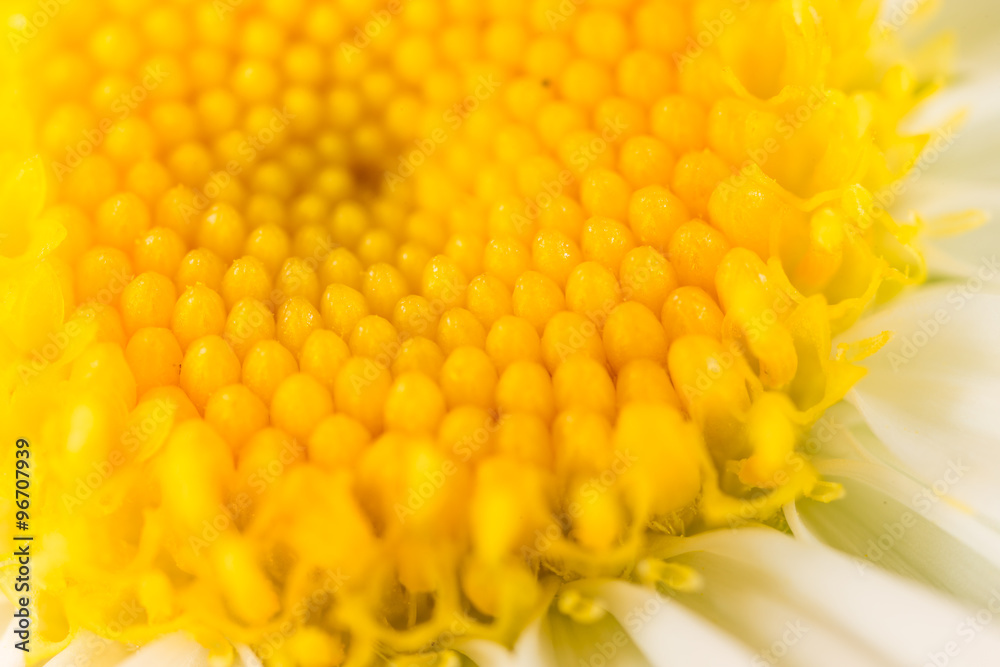 background of a yellow flower. close background of a yellow flower. close