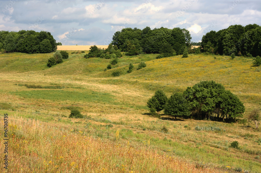 summer landscape ravine meadow with trees