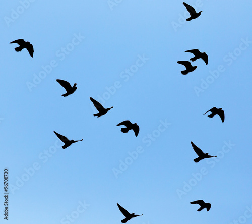 silhouette of a flock of pigeons on blue sky