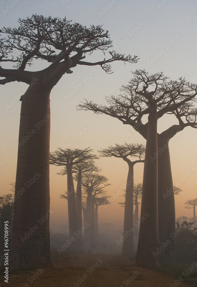 Avenue of baobabs at dawn in the mist. General view. Madagascar. An excellent illustration. - obrazy, fototapety, plakaty 