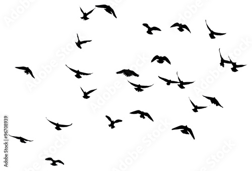 silhouette of a flock of birds on a white background © schankz