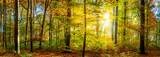 Wald Panorama mit goldenen Sonnenstrahlen
