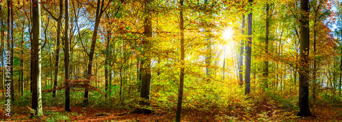 Wald Panorama mit goldenen Sonnenstrahlen #96710138