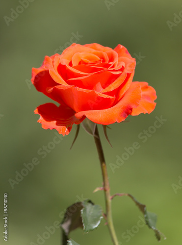 beautiful red rose in nature