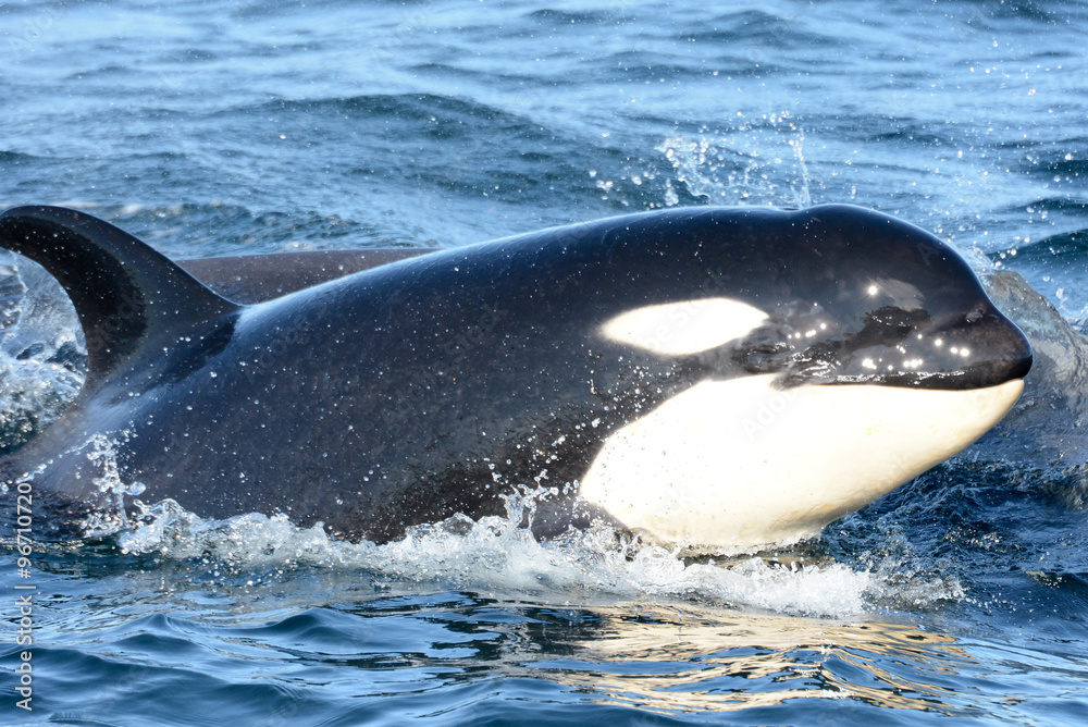 Obraz premium Wild Killer Whale Calf