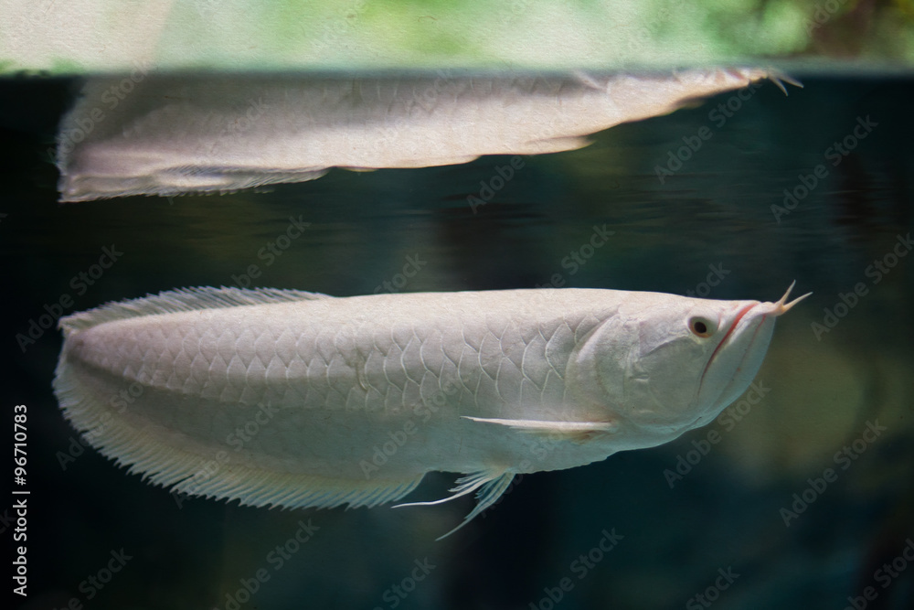 Swimming silver arowana. White color tropical fish. soft focus, vintage ...