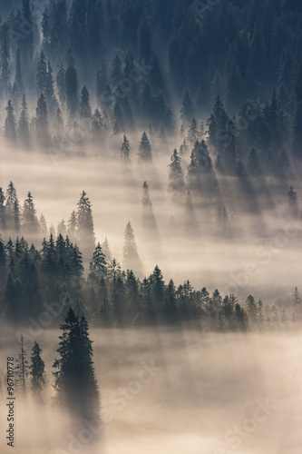 coniferous forest in foggy mountains