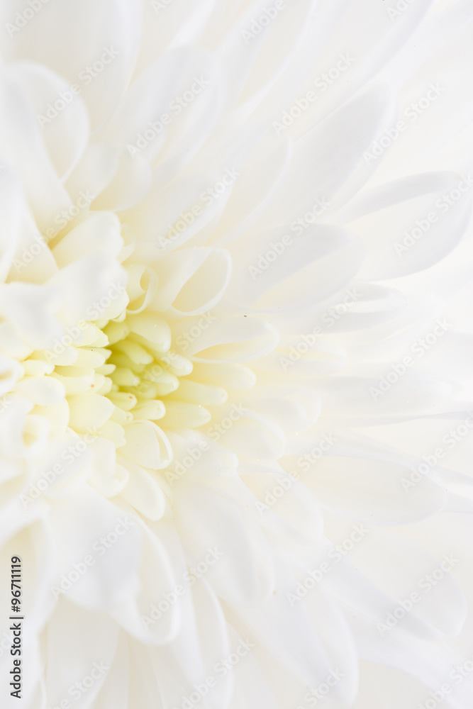 white flower peony as the background