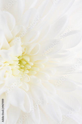 white flower peony as the background © schankz