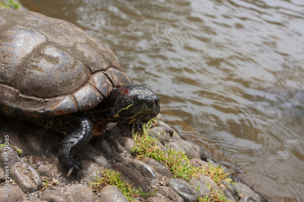 Fototapeta premium Fresh water turtle close-up. Trachemys scripta elegans – Red-eared slider.