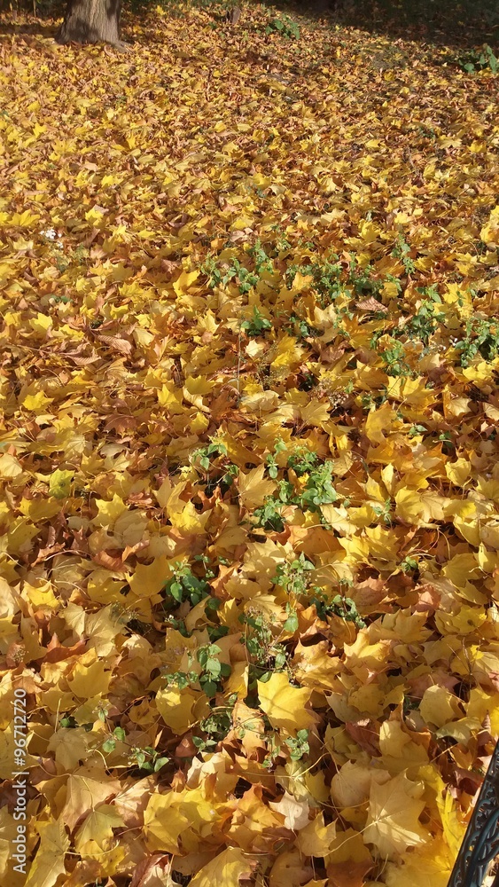 Yellow autumn leaves Yellow autumn leaves