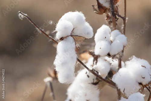 Big cotton buds bloom on a blurred background