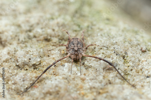 Harvestman, Lacinius horridus