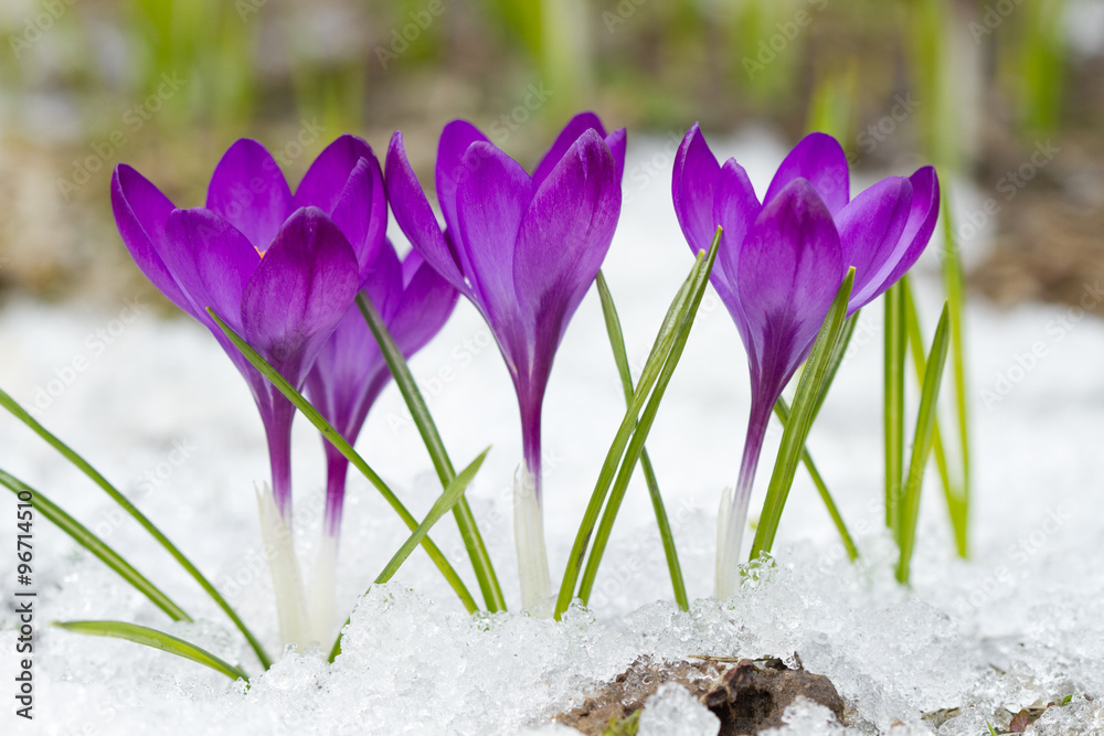 Violet crocuses in winter