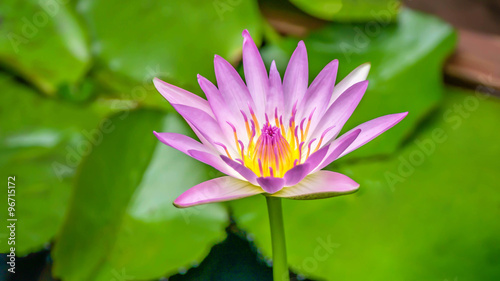 water lily flowers