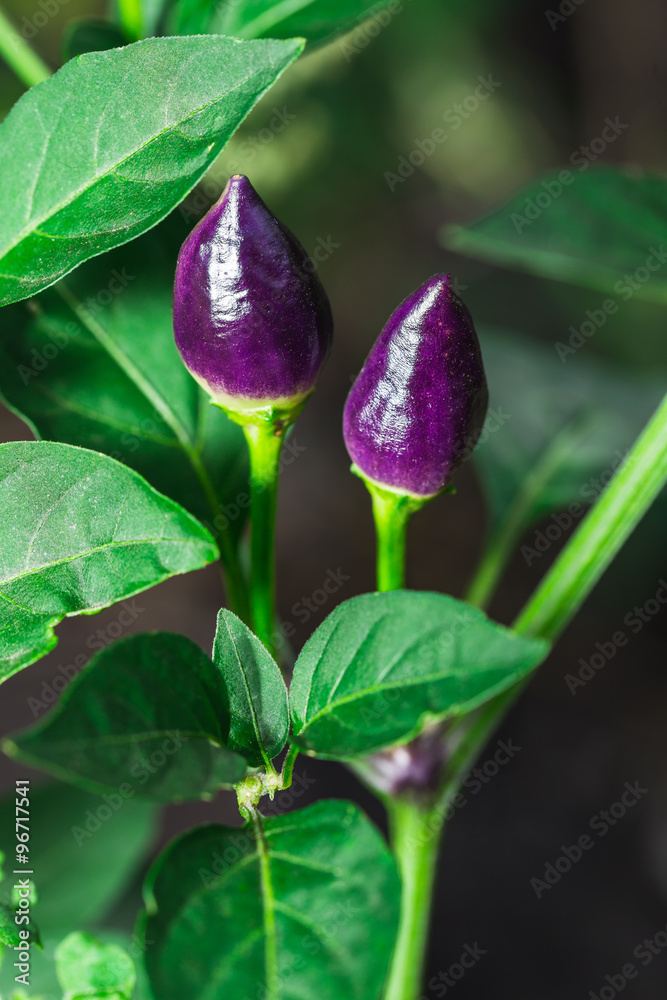 Fresh violet chili peppers