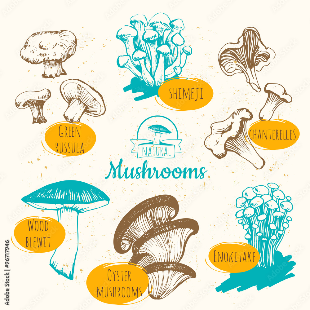 Obraz premium Mushrooms: shiitake, chanterelle, honey. Hand drawn mushrooms.
