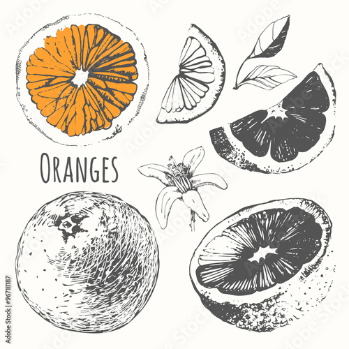 Sketch of citrus. Fresh organic orange. 