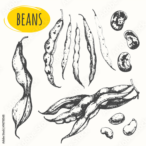 Beans and legumes. Set of hand drawn food. 
