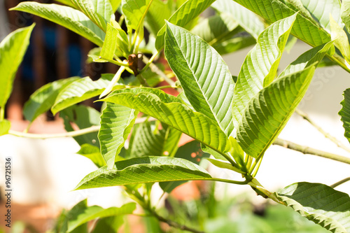 mitragyna speciosa korth (kratom) a drug from plant in thailand