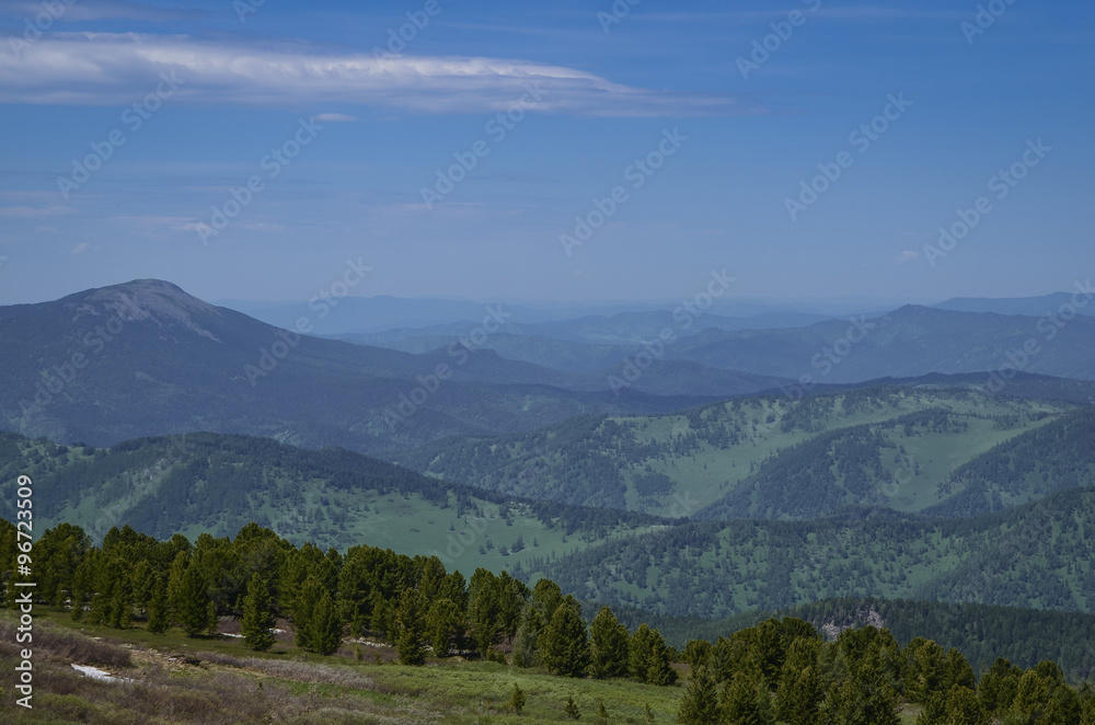 Hills and mountains. The hills in the Altai Mountains. Summer forest.