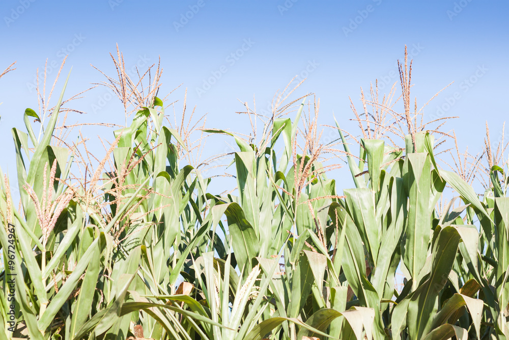 Fototapeta premium Green field of corn growing up