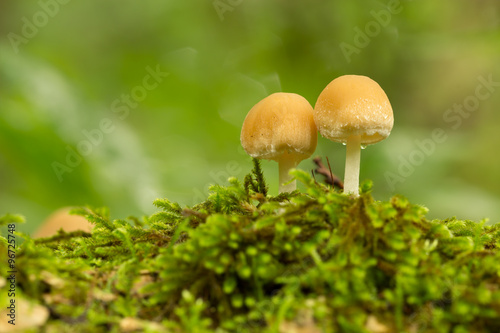 Mushrooms growing