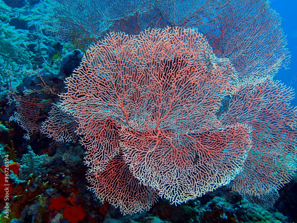 Obraz premium Gorgonian coral, Island Bali