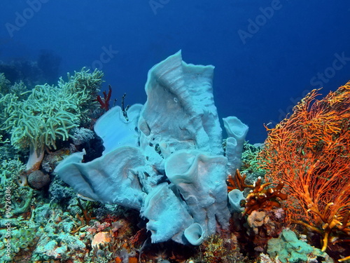 Demosponge, Island Bali