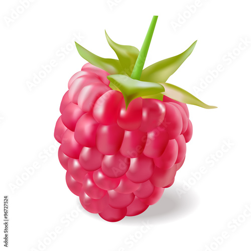 Vector illustration - rasberry isolated on the white background