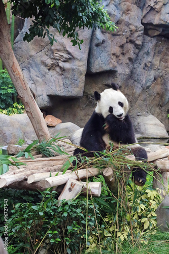 Panda eating bamboo in the Ocean park. Hong Kong
