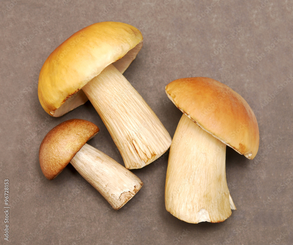 Fototapeta premium mushrooms