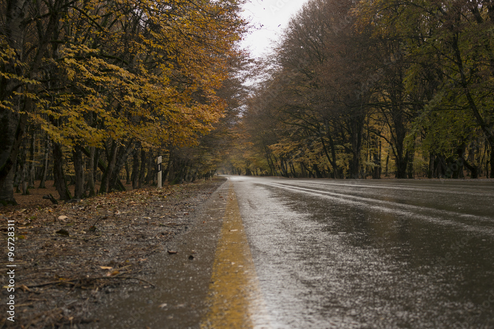 Autumn, road and trees with yellow leaves Autumn, road and trees with yellow leaves
