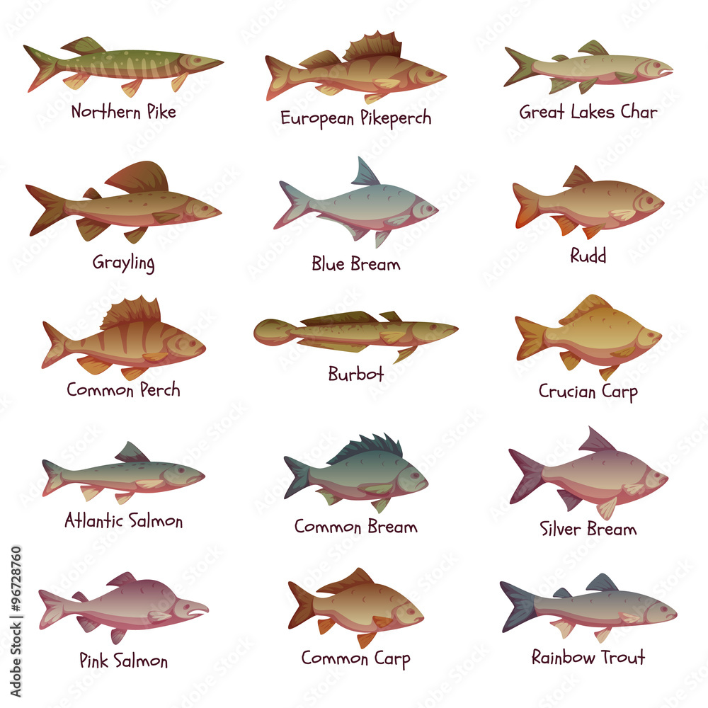 Vector set of most popular freshwater fishes Vector set of most popular freshwater fishes