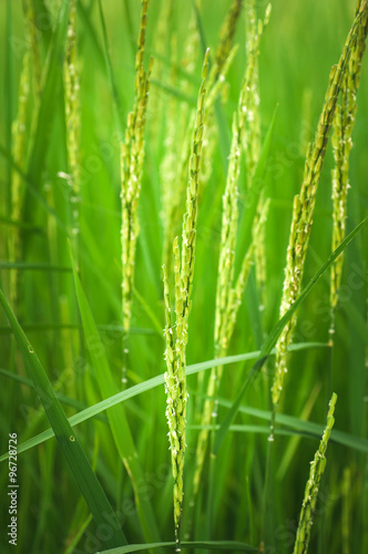 rice field © fotobieshutterb