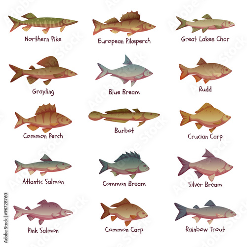 Vector set of most popular freshwater fishes