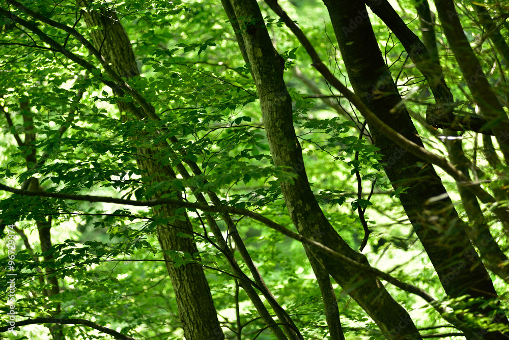 Obraz premium みどりの木立