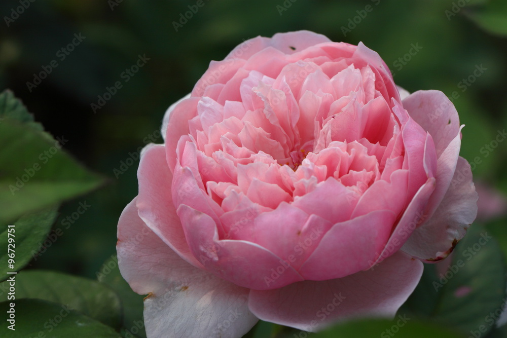 Rose /Beautiful Rose flower in the garden