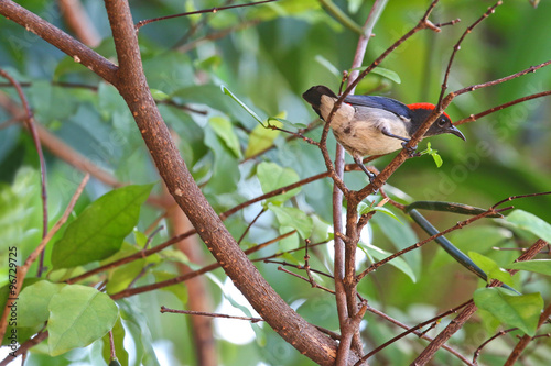 The male Scarlet-backed Flowerpecker (Dicaeum cruentatum) perching on a branch during the summer in Thailand, Asia photo