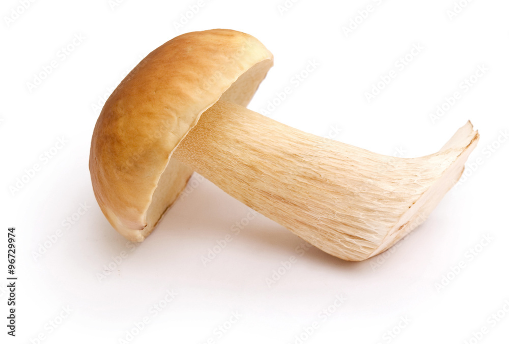 mushroom mushroom